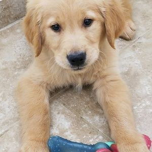 Meet your Posher, Susan